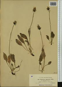 Hieracium nigrescens Willd., Western Europe (EUR) (Czech Republic)