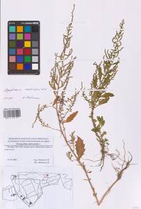 Dysphania ambrosioides (L.) Mosyakin & Clemants, Eastern Europe, Moscow region (E4a) (Russia)