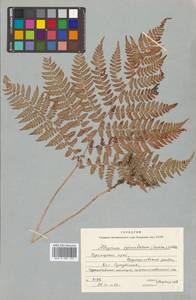 Athyrium spinulosum (Maxim.) Milde, Siberia, Russian Far East (S6) (Russia)