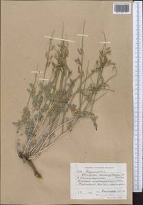 Astragalus managildensis B. Fedtsch., Middle Asia, Western Tian Shan & Karatau (M3) (Kyrgyzstan)