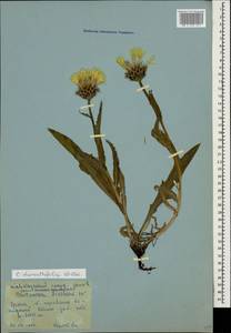 Centaurea cheiranthifolia Willd., Caucasus, Krasnodar Krai & Adygea (K1a) (Russia)