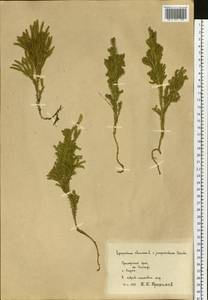 Dendrolycopodium juniperoideum (Sw.) A. Haines, Siberia, Russian Far East (S6) (Russia)