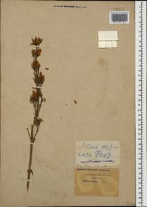Silene viscosa (L.) Pers., Caucasus, Krasnodar Krai & Adygea (K1a) (Russia)