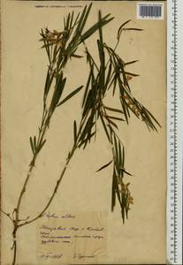 Lathyrus pannonicus (Jacq.)Garcke, Eastern Europe, Moldova (E13a) (Moldova)