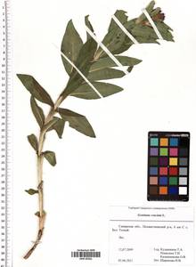 Gentiana cruciata L., Eastern Europe, Middle Volga region (E8) (Russia)