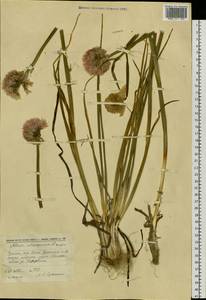 Allium schoenoprasum L., Siberia, Chukotka & Kamchatka (S7) (Russia)