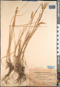 Agropyron cristatum (L.) Gaertn., Caucasus, North Ossetia, Ingushetia & Chechnya (K1c) (Russia)