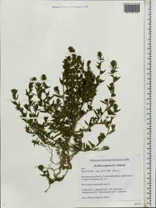 Bassia scoparia, Eastern Europe, Central forest region (E5) (Russia)