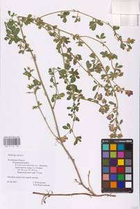 Medicago sativa L., Eastern Europe, Central region (E4) (Russia)