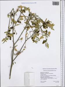 Solanum chenopodioides Lam., Western Europe (EUR) (Germany)