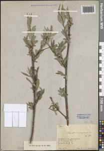 Salix alba L., Middle Asia, Northern & Central Tian Shan (M4) (Kyrgyzstan)