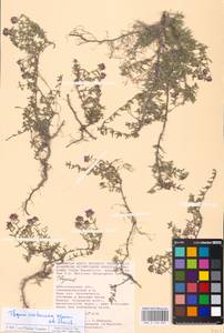 MHA 0 156 893, Thymus calcareus Klokov & Des.-Shost., Eastern Europe, Lower Volga region (E9) (Russia)