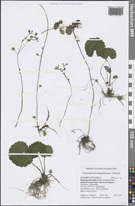 Chrysosplenium flagelliferum F. Schmidt, Siberia, Russian Far East (S6) (Russia)