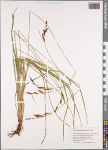 Carex nigra subsp. juncea (Fr.) Soó, Siberia, Russian Far East (S6) (Russia)