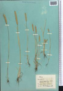 Phleum, Middle Asia, Syr-Darian deserts & Kyzylkum (M7) (Kyrgyzstan)