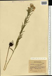 Galatella sedifolia subsp. sedifolia, Eastern Europe, Eastern region (E10) (Russia)