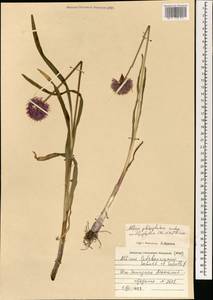Allium platyspathum subsp. amblyophyllum (Kar. & Kir.) N.Friesen, Mongolia (MONG) (Mongolia)
