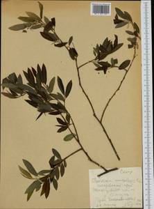 Chosenia arbutifolia (Pall.) A.K.Skvortsov, Siberia, Russian Far East (S6) (Russia)