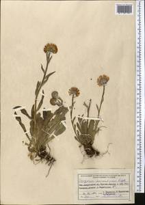 Erigeron aurantiacus Regel, Middle Asia, Northern & Central Tian Shan (M4) (Kazakhstan)