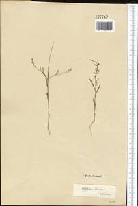 Litwinowia tenuissima (Pall.) Woronow ex Pavlov, Middle Asia, Kopet Dag, Badkhyz, Small & Great Balkhan (M1) (Turkmenistan)