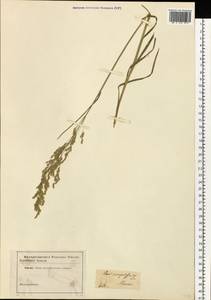 Poa compressa L., Eastern Europe, Moscow region (E4a) (Russia)