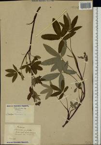 Comarum palustre L., Eastern Europe, North Ukrainian region (E11) (Ukraine)