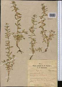 Lysimachia maritima (L.) Galasso, Banfi & Soldano, Middle Asia, Northern & Central Kazakhstan (M10) (Kazakhstan)