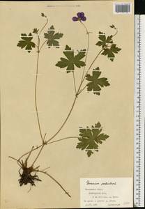 Geranium palustre L., Eastern Europe, West Ukrainian region (E13) (Ukraine)