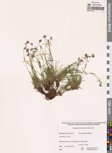 Gypsophila sambukii Schischk., Siberia, Chukotka & Kamchatka (S7) (Russia)