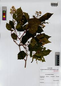 Acer tataricum subsp. ginnala (Maxim.) Wesm., Siberia, Altai & Sayany Mountains (S2) (Russia)