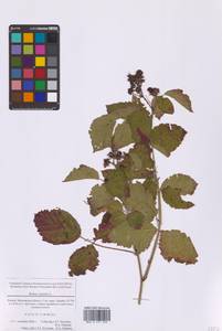 Rubus caesius L., Eastern Europe, Moscow region (E4a) (Russia)