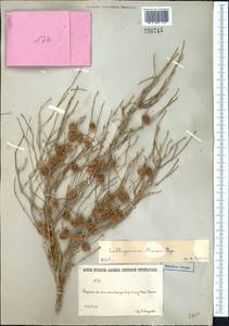 Calligonum murex Bunge, Middle Asia, Caspian Ustyurt & Northern Aralia (M8) (Kazakhstan)