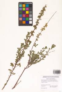 Spiraea hypericifolia L., Eastern Europe, Lower Volga region (E9) (Russia)