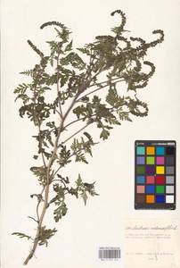 Ambrosia artemisiifolia L., Eastern Europe, Moscow region (E4a) (Russia)