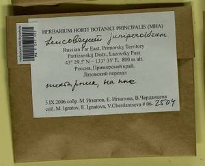 Leucobryum juniperoideum (Brid.) Müll. Hal., Bryophytes, Bryophytes - Russian Far East (excl. Chukotka & Kamchatka) (B20) (Russia)