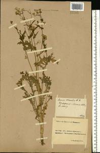 Senecio vernalis Waldst. & Kit., Eastern Europe, Rostov Oblast (E12a) (Russia)