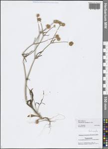 Valerianella coronata (L.) DC., Middle Asia, Karakum (M6) (Turkmenistan)