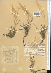 Parrya stenocarpa Kar. & Kir., Middle Asia, Dzungarian Alatau & Tarbagatai (M5) (Kazakhstan)