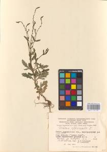 MHA 0 153 981, Verbena officinalis L., Eastern Europe, West Ukrainian region (E13) (Ukraine)