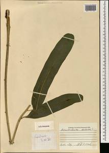 Acrostichum aureum L., South Asia, South Asia (Asia outside ex-Soviet states and Mongolia) (ASIA) (Vietnam)