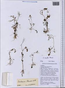 Cardamine occulta Hornem., South Asia, South Asia (Asia outside ex-Soviet states and Mongolia) (ASIA) (Vietnam)