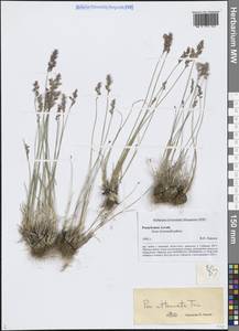 Poa attenuata Trin., Siberia, Altai & Sayany Mountains (S2) (Russia)