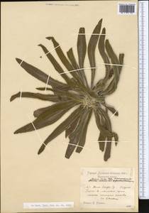Anchusa azurea Mill., Middle Asia, Pamir & Pamiro-Alai (M2)