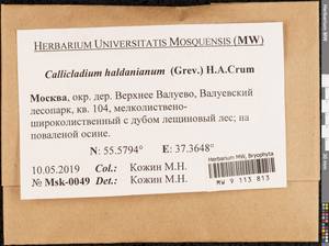 Callicladium haldaneanum (Grev.) H.A. Crum, Bryophytes, Bryophytes - Moscow City & Moscow Oblast (B6a) (Russia)