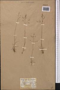Catabrosella humilis (M.Bieb.) Tzvelev, Middle Asia, Northern & Central Kazakhstan (M10) (Kazakhstan)