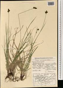 Carex norvegica Retz. , nom. cons., Mongolia (MONG) (Mongolia)