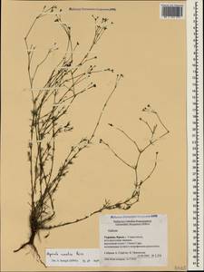 Asperula rumelica Boiss., Crimea (KRYM) (Russia)