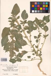 Amaranthus retroflexus L., Eastern Europe, Lower Volga region (E9) (Russia)