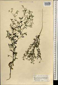 Hackelia thymifolia (A. DC.) I. M. Johnst., Mongolia (MONG) (Mongolia)