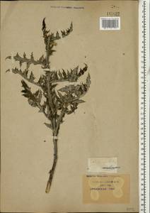 Echinops ritro subsp. ruthenicus (M. Bieb.) Nyman, Caucasus, Krasnodar Krai & Adygea (K1a) (Russia)